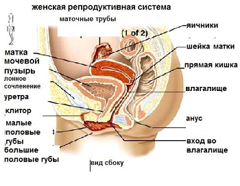 Читать Зачем нужны мужчины Вишневский Януш Леон